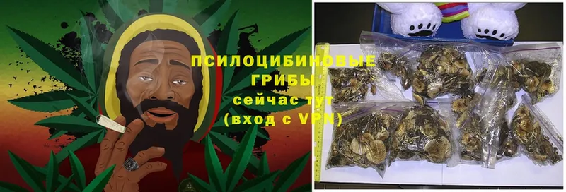 где купить   Тейково  Псилоцибиновые грибы GOLDEN TEACHER 